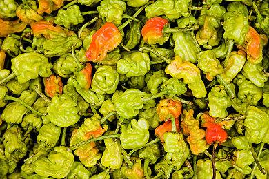 《卧龙：苍天陨落》更新计划公布 仁王联动11月上线